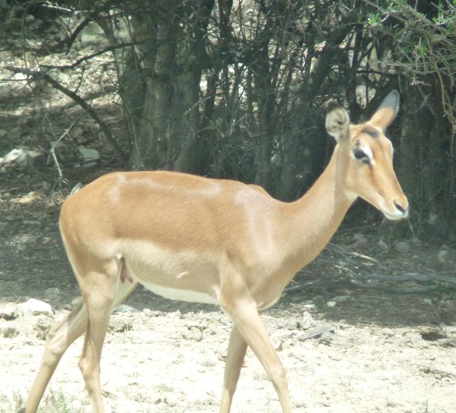 NARBONNE EN PASSANT PAR LA RESERVE AFRICAINE DE SIGEAN C" EST  DROLEMENT FUN 232164P1180233