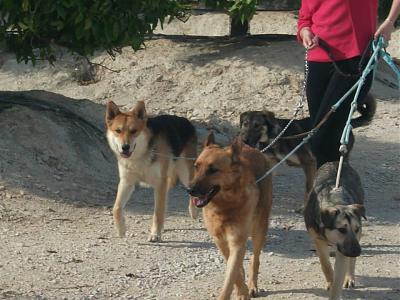 ANTONIO, Croisé BA/husky, né en avril 2013 Espagne  ADOPTE 232577antoniolexles2soeurs