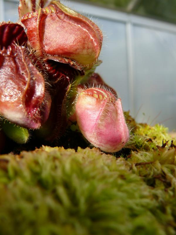 Cephalotus "pink" 232692P1060546