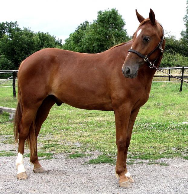 [PLACE  MARIE-CAMILLE]VILY Un vrai quarter horse bien musclé  232827vily