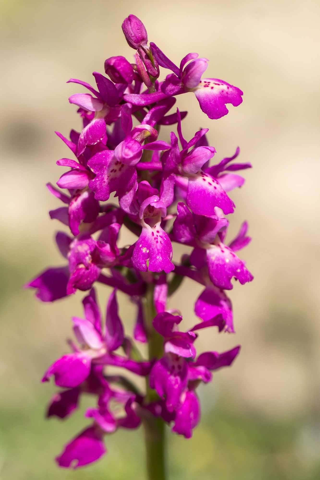 Orchis mascula X provincialis (Orchis x penzigiana)  233156MG3385