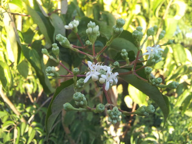 heptacodium jasminoïdes ou heptacodium miconoïdes 23422320160822201124