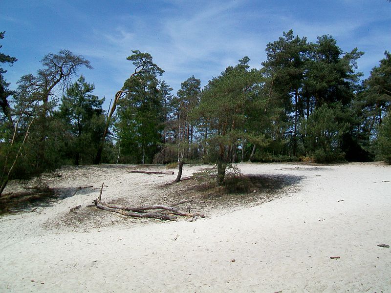 Bois et forêts - Chantilly - Faune -Flore -Milieux et habitats 234728800pxThierssurThve60butteauxGensdArmes2