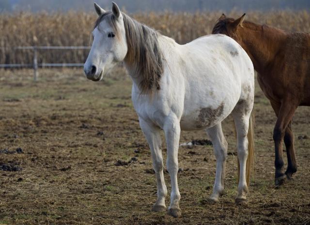 Haras du Freysse 236770Quimyane3