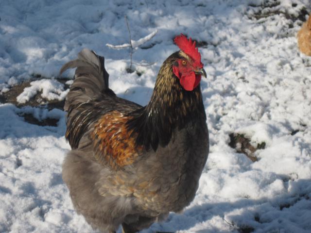 les poules de la ferme dans la neige 236887IMG3964jpg