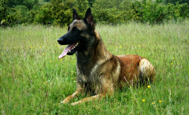 Un trio de malinois !  - Page 12 238272vc023