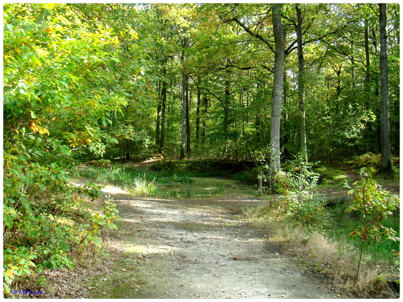 [fil ouvert] la forêt dans tous ses états - Page 7 238569DSC011232