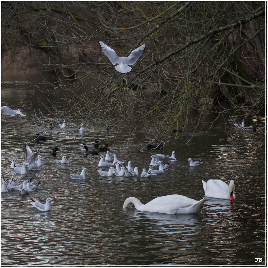 Mouettes vs Foulques : abritre les cygnes 238727LR5P1020221