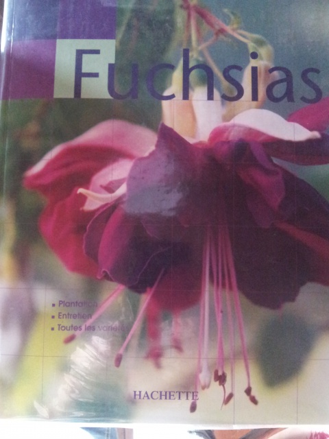 fuchsias 24052220150108110923