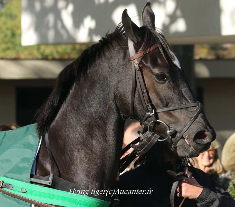 Photos Auteuil 6-11-2016 2413895J6A0230