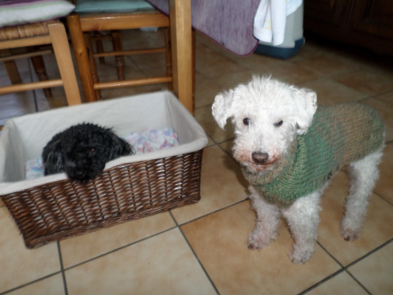 SKIPY CANICHE BLANC MALE 11 ANS - ADOPTE  - Page 4 243021SAM1602