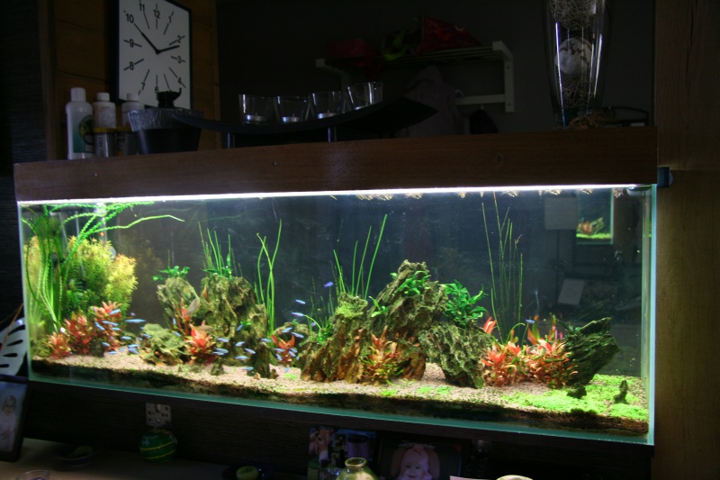 trigon 190 + cuve 120x30x40 aquascaping - Page 7 244370IMG2568