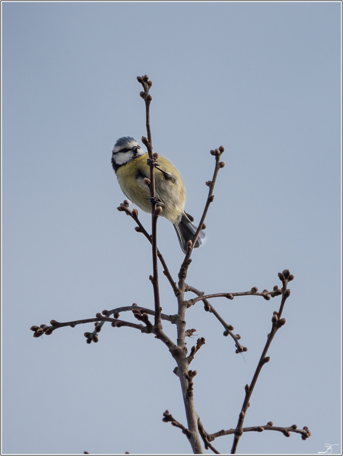 POTD - LUMIX du 18/02/2016 245184LR6P1310974