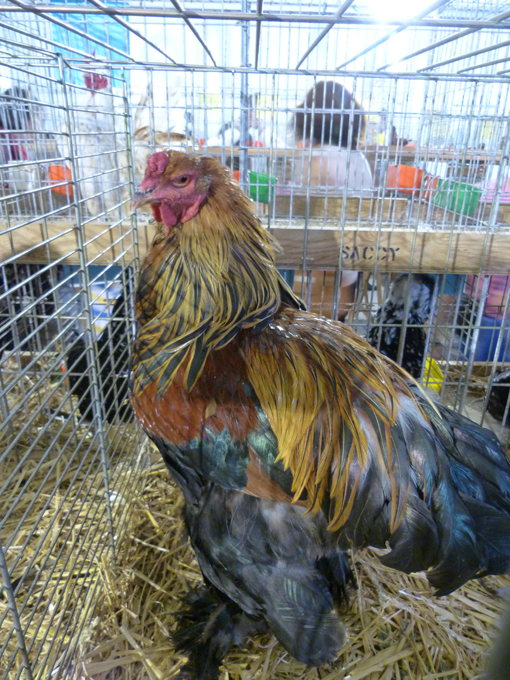 2014 - exposition d'aviculture Foire ST MATTHIEU 27 et 28 Septembre 2014 - Page 3 246351P1150836