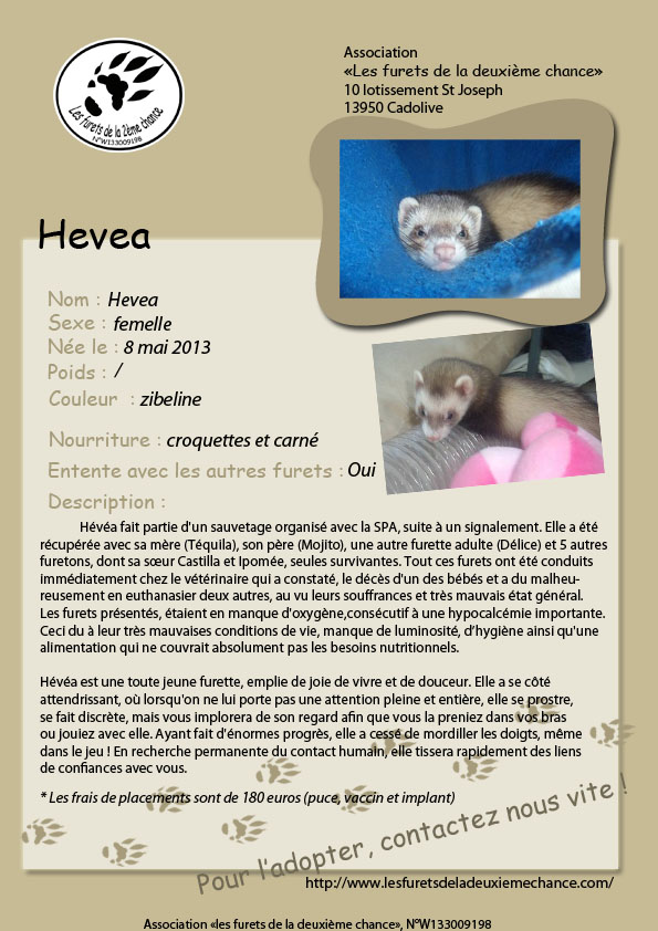 Hévéa et Castilla  247774Hevea