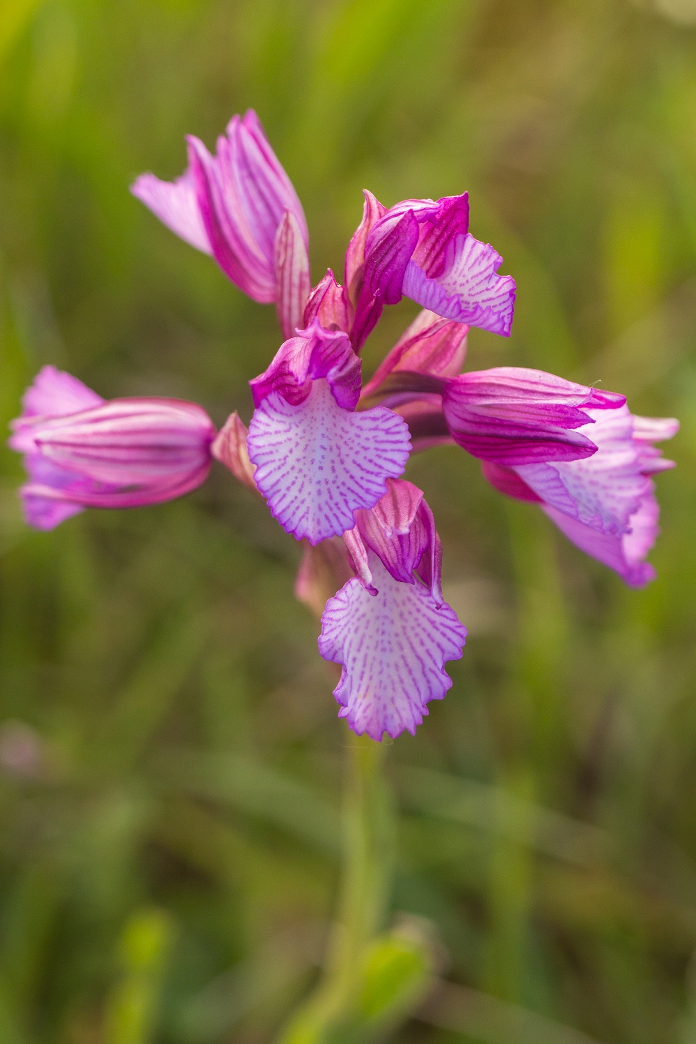 anacamptis papilionacea 2478204maianacamptispapilionaceasubexpensa3