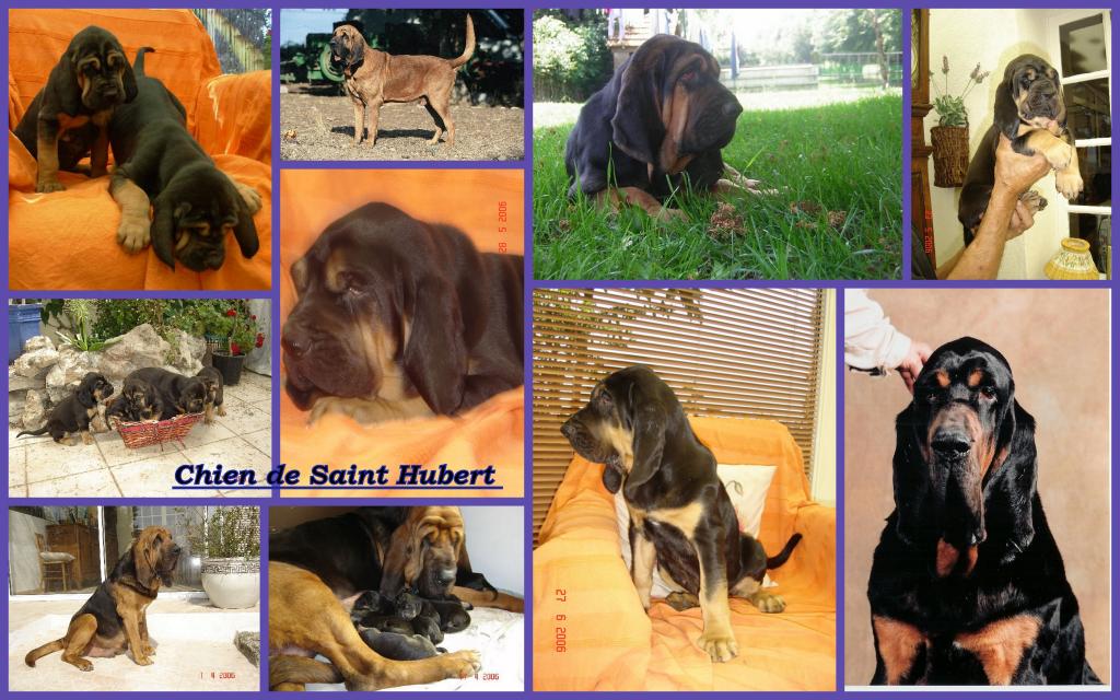 Chien de Saint-Hubert 249515races