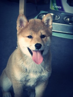 Ma Donnie, ma shiba, mon soleil ♥ - Page 2 2507551016612