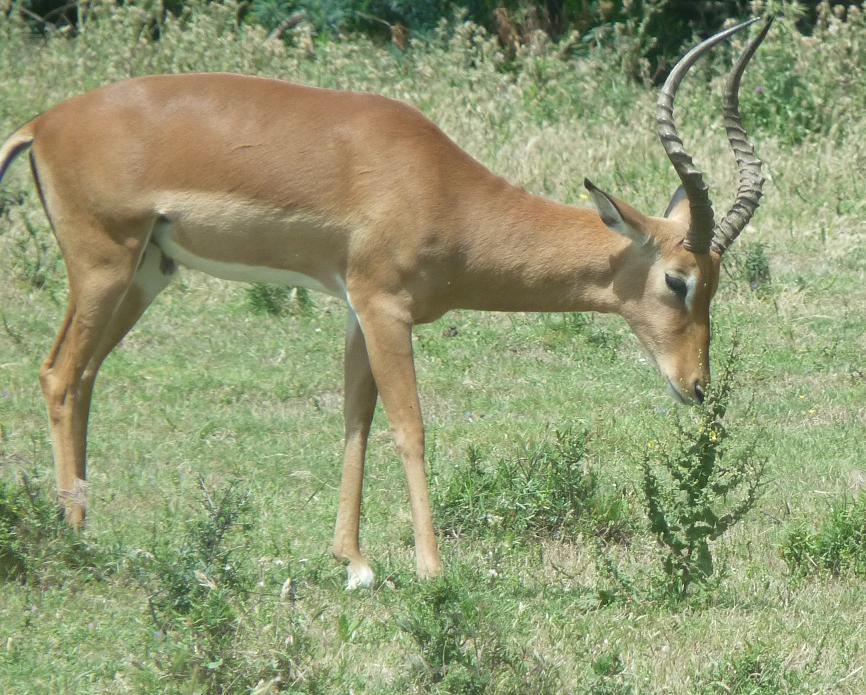 NARBONNE EN PASSANT PAR LA RESERVE AFRICAINE DE SIGEAN C" EST  DROLEMENT FUN 250890P1180236