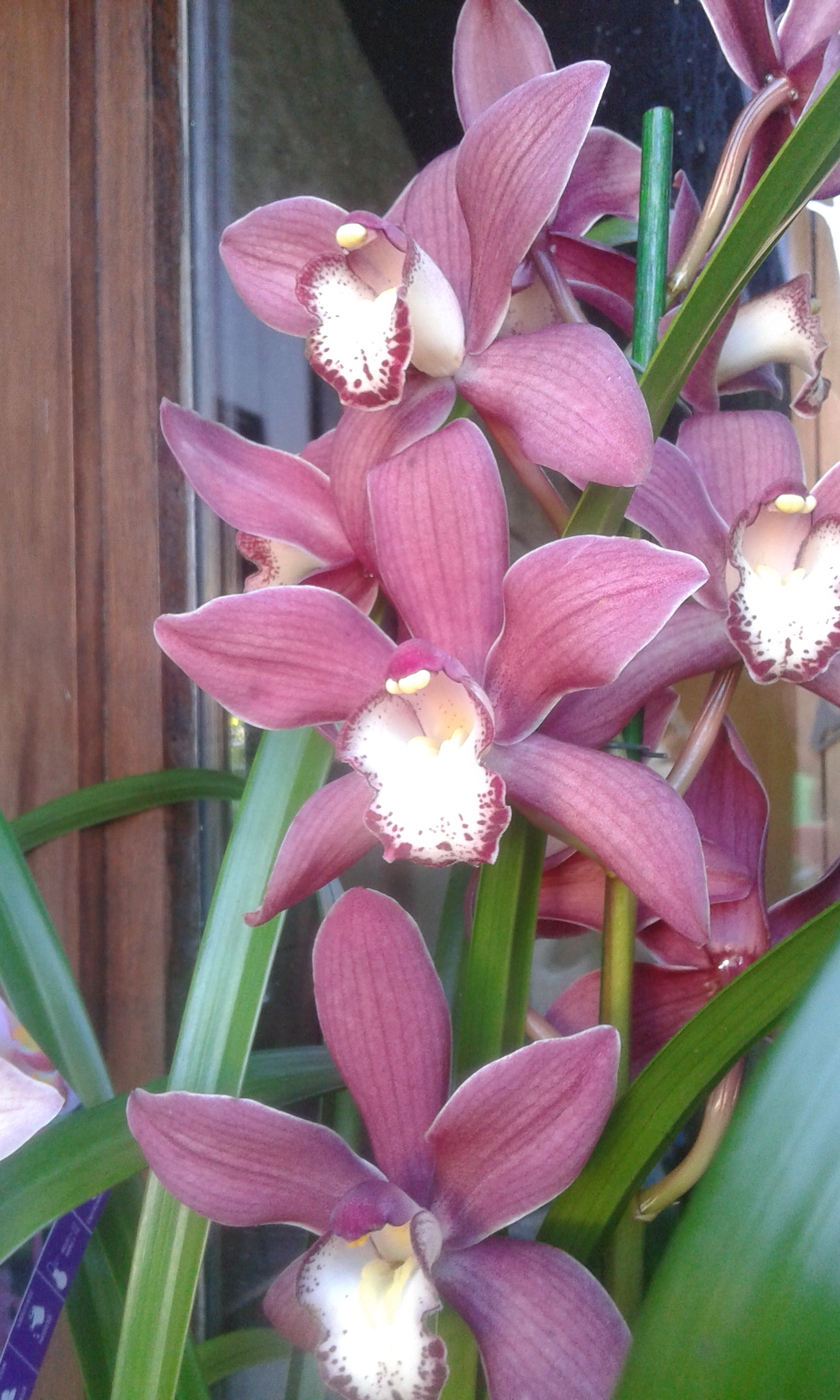 cymbidium identification des possibles parents? 251449cympink