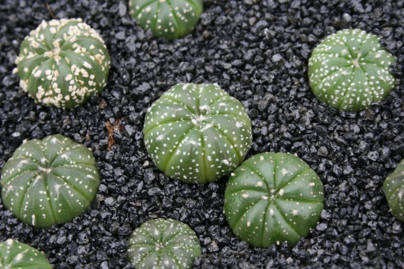 Astrophytum asterias : des bonbons au sucre glace 251936astrophytumasteriaindividus