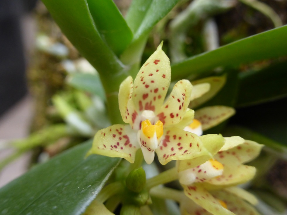 Tuberolabium rhopalorrhachis 254717flooctobre2017e