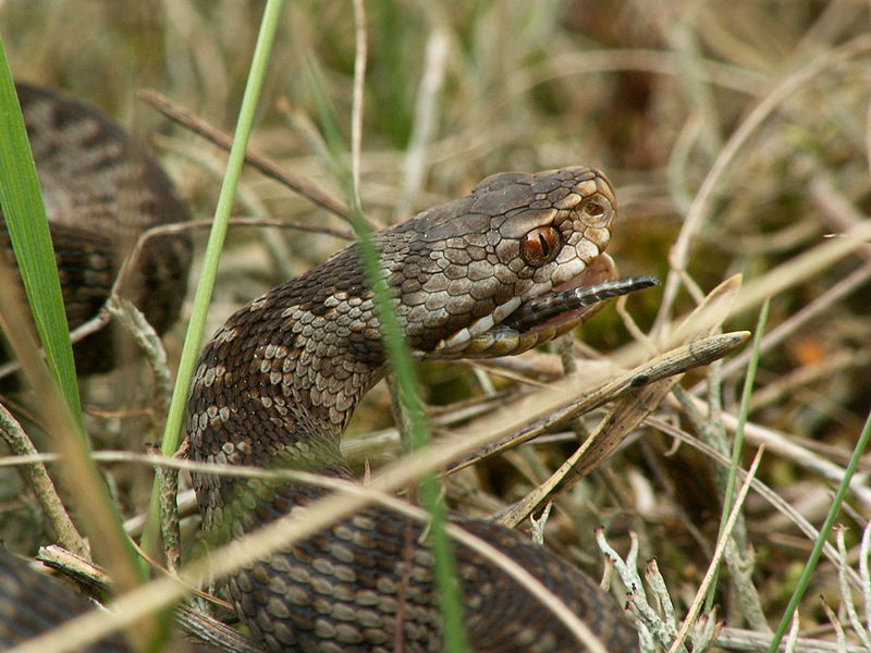 Bois et forêts - Chantilly - Faune -Flore -Milieux et habitats 255184800pxViperaBerusEatingZootocaVivipara