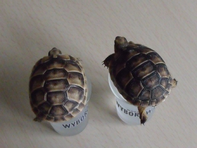 identification de 2 petites tortues  255642901