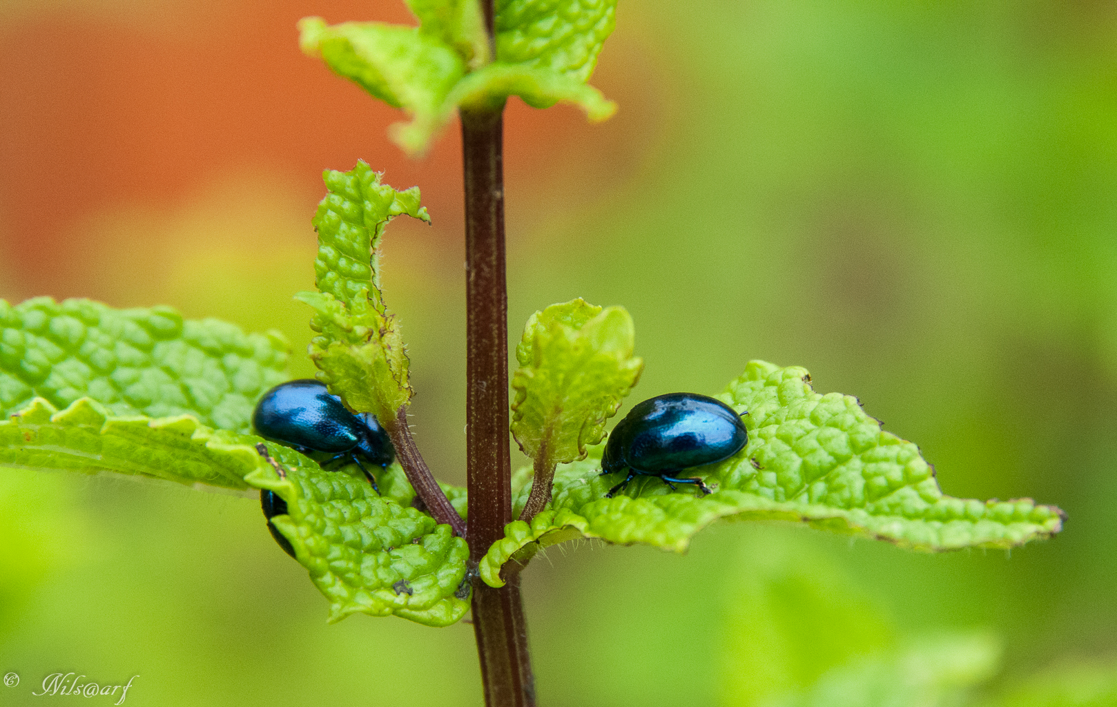 Insectes et Proxi. [Fil Ouvert] - Page 3 257066DSC9266