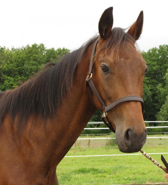 [PLACE FRANCESCA] SIRE  Le cheval  nature et bio  257134sire3