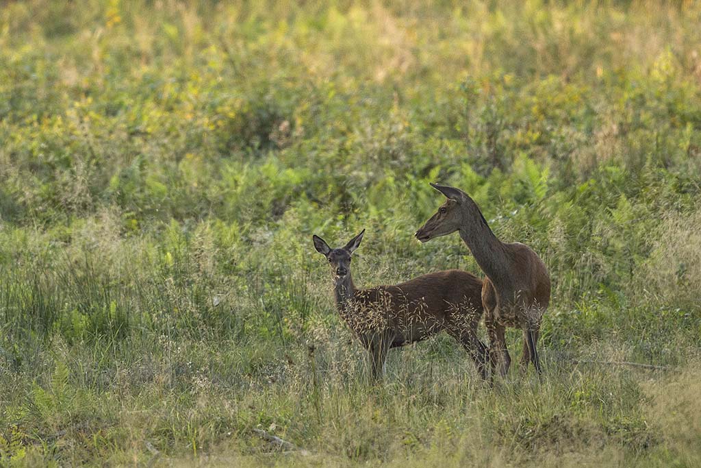 Biche avec son faon 257329MG0397