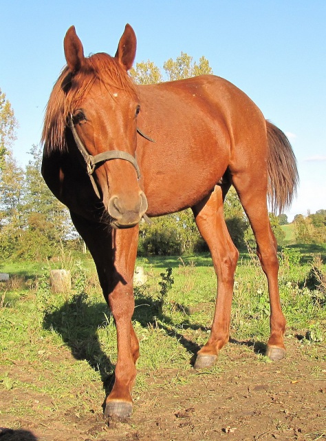 [RETIRE] ALONZO  Un beau petit farfadet URGENT ! 257470ALONZO1