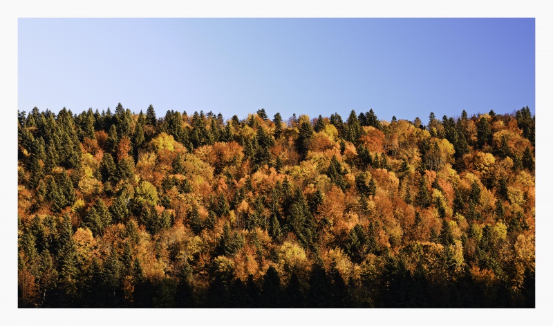 Vercors au Canada ? 258263AutomneenTrives14