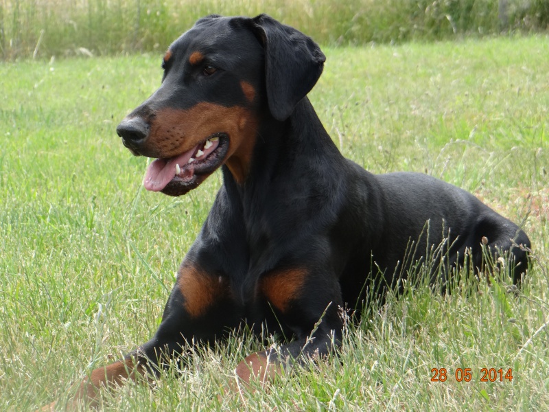 mes Dobermanns - Page 4 261113DSC02234