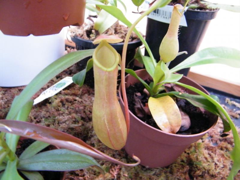 Nepenthes "X Ventrata" 26140520110731Plantascarnivoras0017