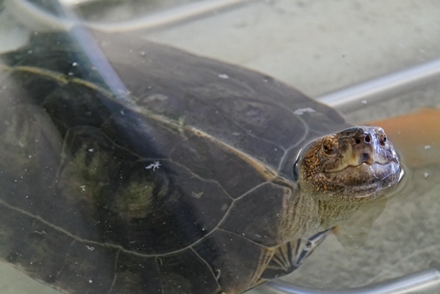 Le centre de récupération de tortues de Chavornay 262599Heosemysgrandis3640x480