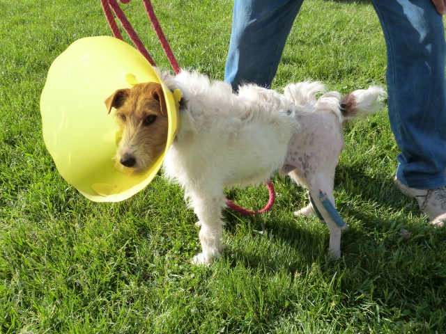 BUDDY Fox Terrier 3 ans - Spa de Poitiers (86) 262849245fBuddy10