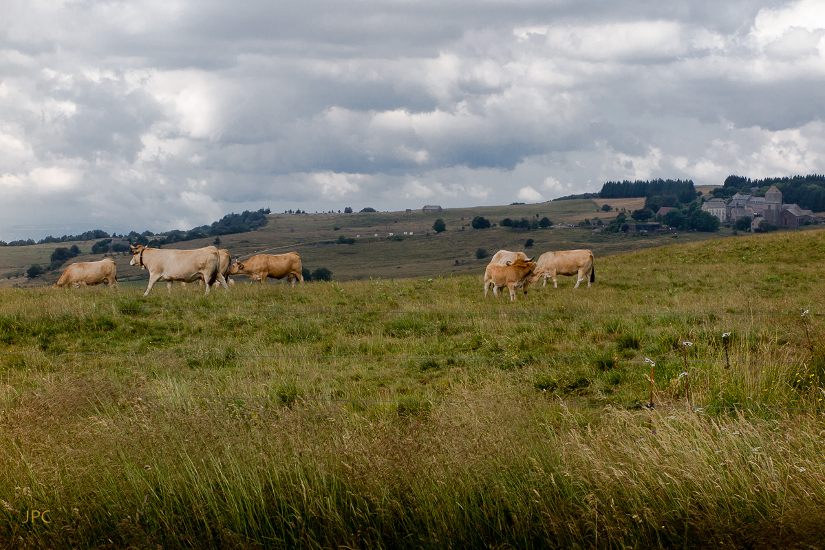 Séjour dans l'Aubrac (juillet 2016)  263079IMG0642