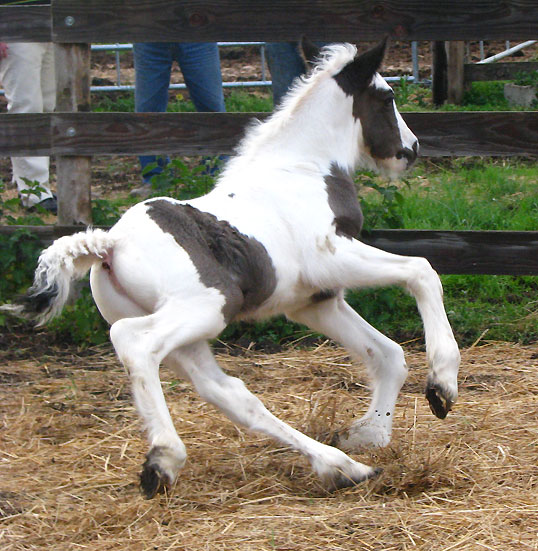 11 - 26 IC... Blodwen : Gleann x Chance Photos P2 264007IMG9530