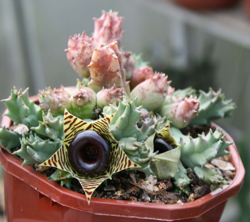 Huernia zebrina 265378huerniazebrinamagniflorapote