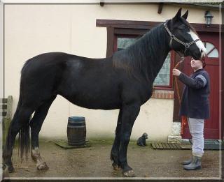 [PLACEE RENAUD] OCEANE La déesse noire qui se prend pour un irish cob 266403OCEANE4