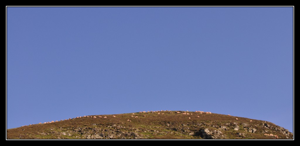 Une vie pyrénéenne de labrit des pyrénées - Page 6 268159jar0613