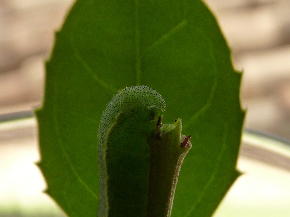 Élevage de citron Gonepteryx Cleopatra 270937Chenillecitron15jours