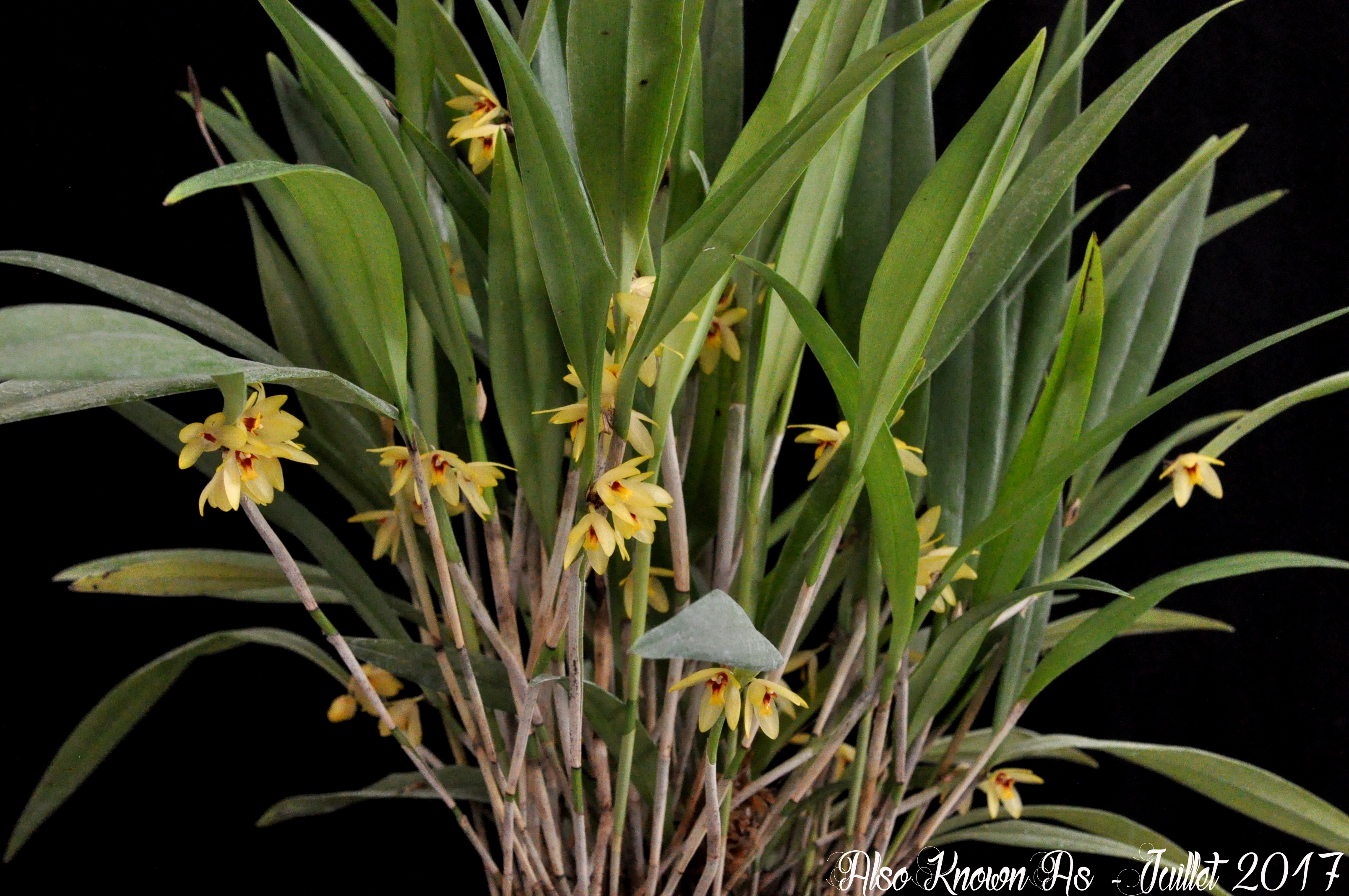 Octomeria grandiflora 271562grandiflora