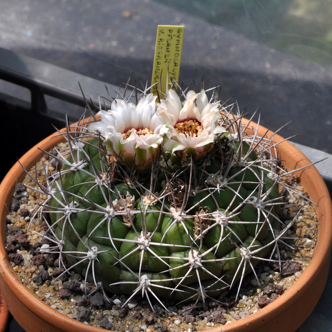 Floraisons de mes Gymnocalycium 273155gymnocalyciumpflanziivriograndensis110624