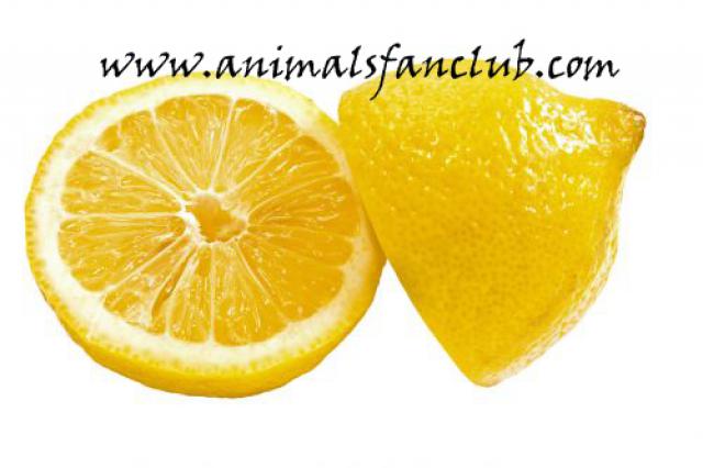 موضوع كامل حول استحمام الكناري 273908santepluscitroncitron