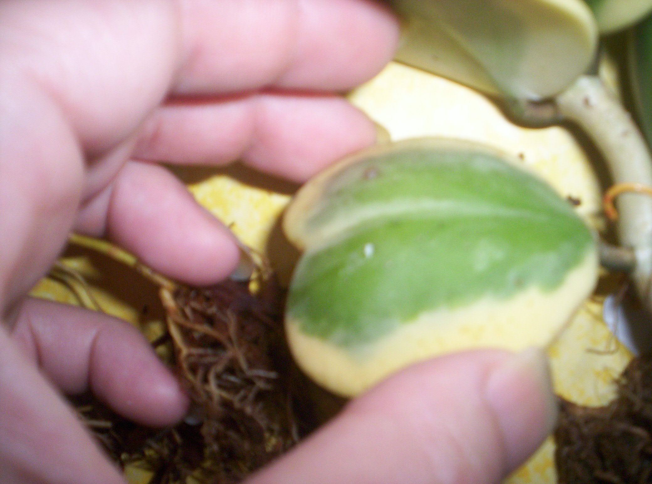 4 variétés de Hoya Kerii importés de thailande 2745001000754