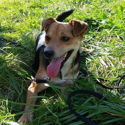 Petit Tom -  x jack russel 4 ans -Asso Vagabond (59) 274640tom1