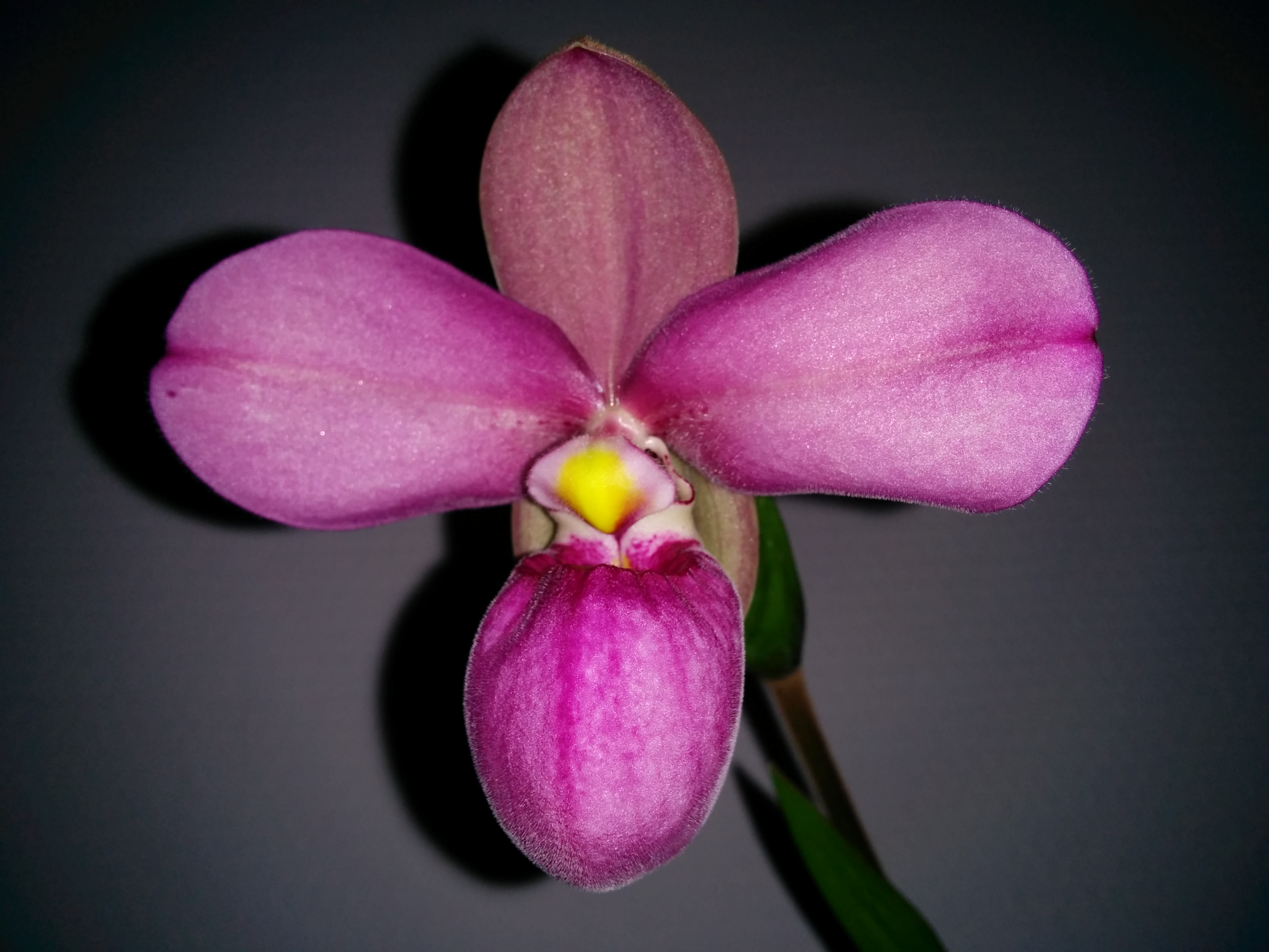 Phragmipedium Eumelia Arias (P. kovachii X P. schlimii) 275736IMG20140504215235