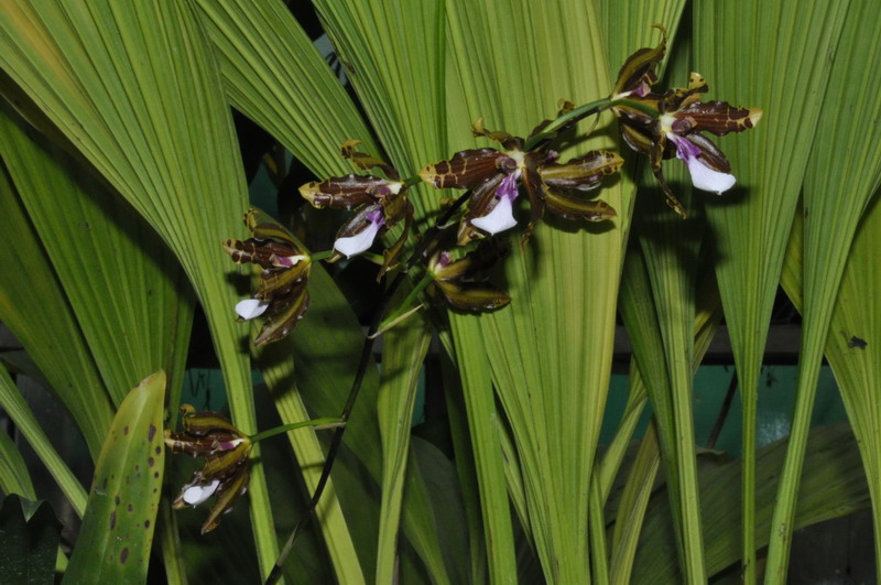 Miltonia kayasimae 277516Miltoniopsiskayasimae10